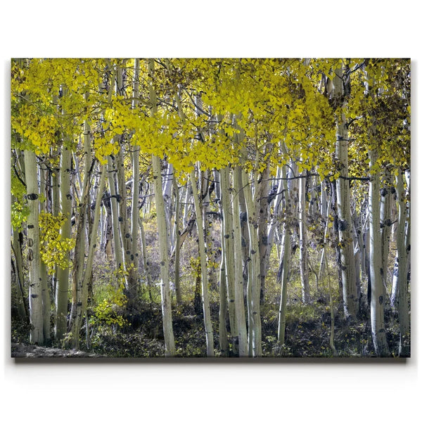 Aspens Eastern Sierras