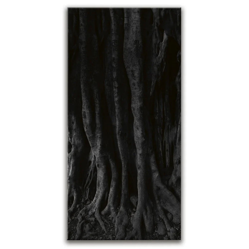 Banyan Tree, Maui - Black and White