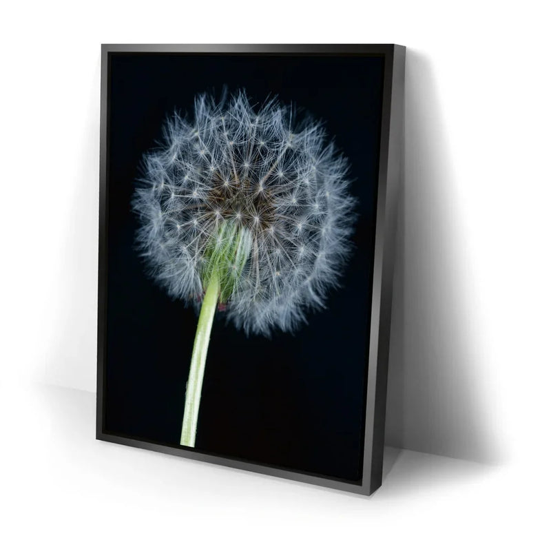 Dandelion Dream