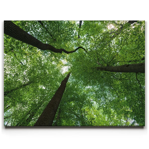 Emerald Forest Light