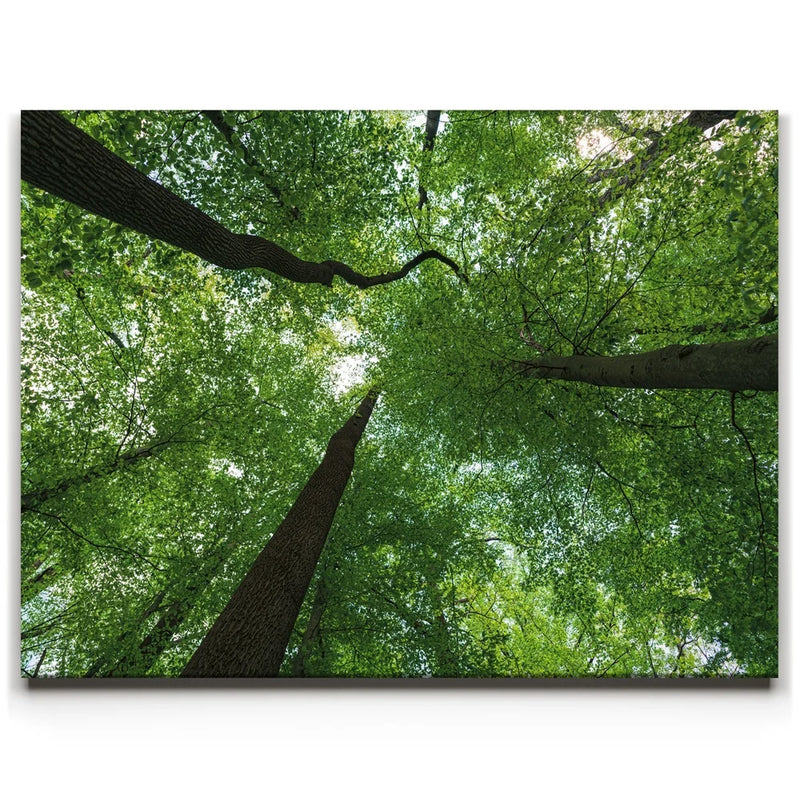 Emerald Forest Light