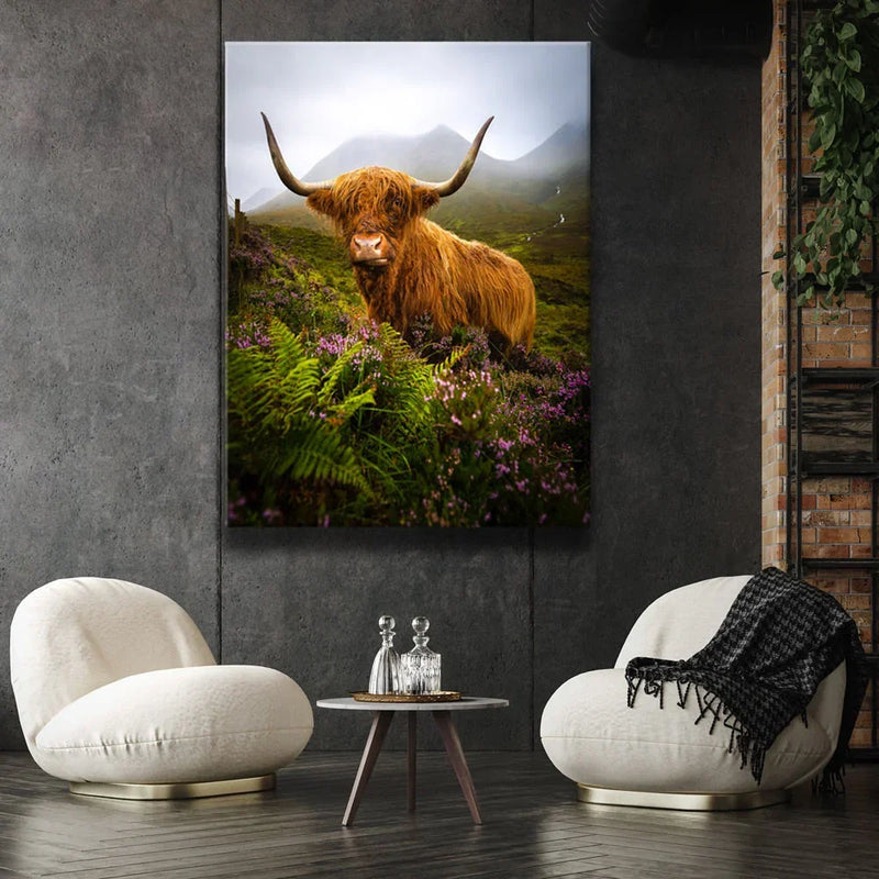 Funny Scottish Highlands Cow
