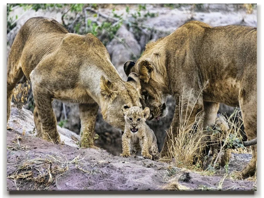 Lions With Cub Tanzania