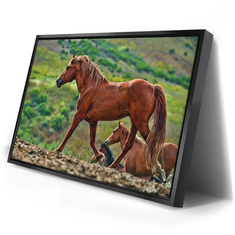Majestic Horse Hilltop