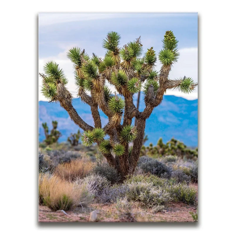 Mojave Spirit