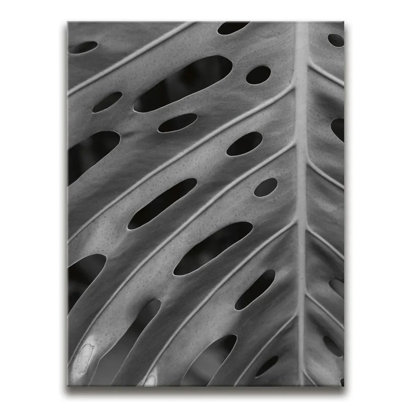 Monstera - Black And White - Maui, HI