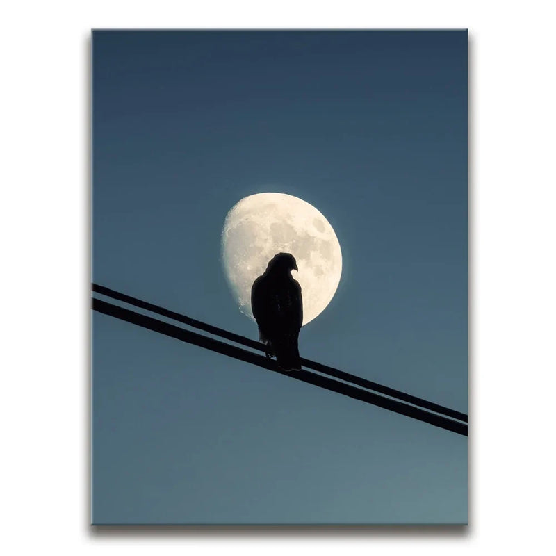 Night Hawk
