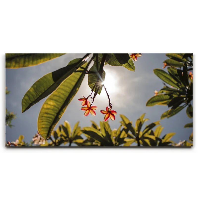Plumeria In The Sky, Maui