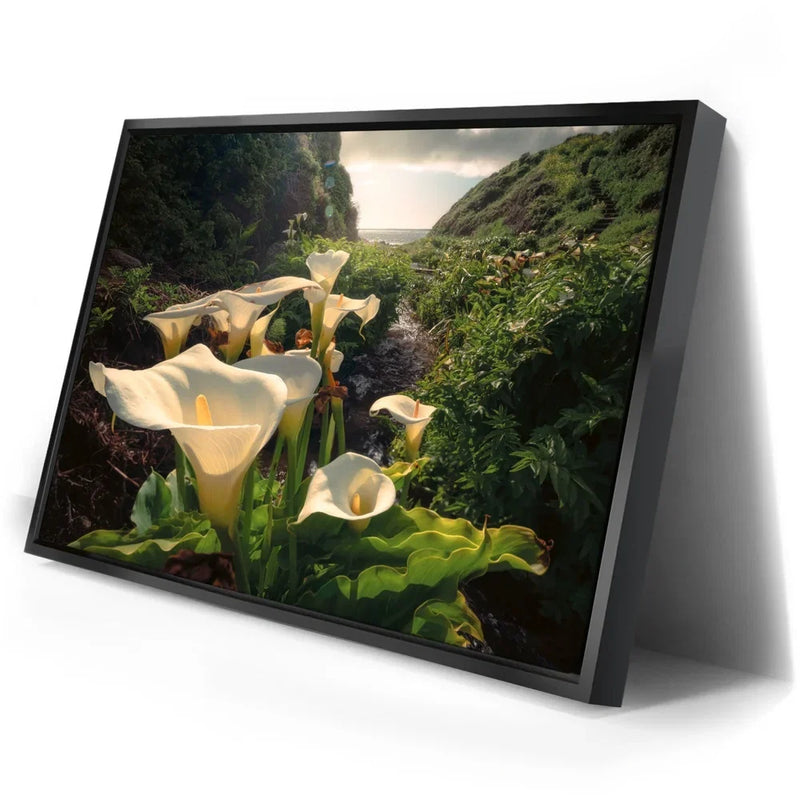 Spring Bloom - Calla Lily Valley, Carmel CA