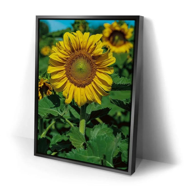 Sunflower Radiance