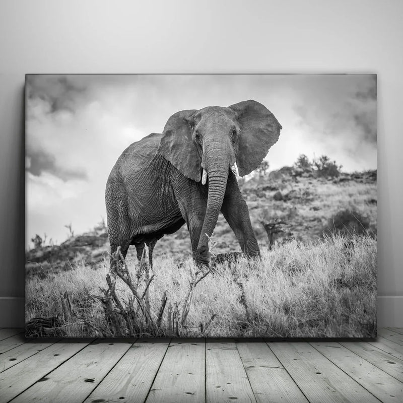 The Elephant Natasha