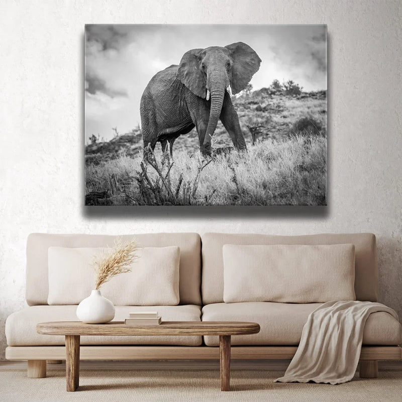 The Elephant Natasha