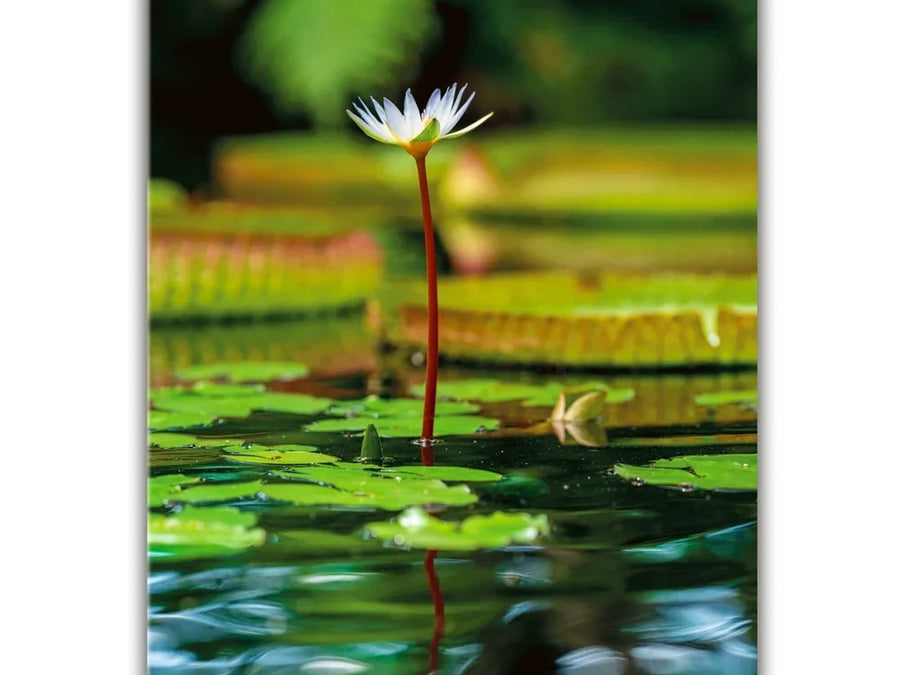 Water Lily Harmony