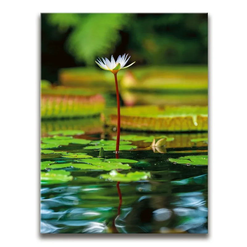 Water Lily Harmony
