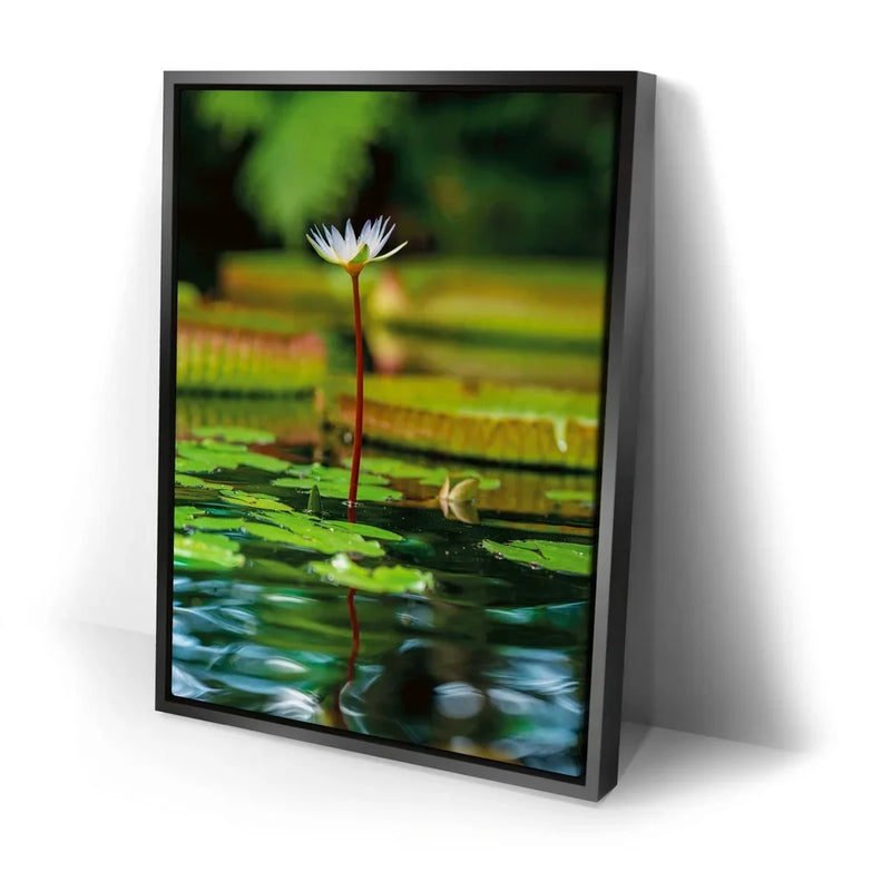 Water Lily Harmony