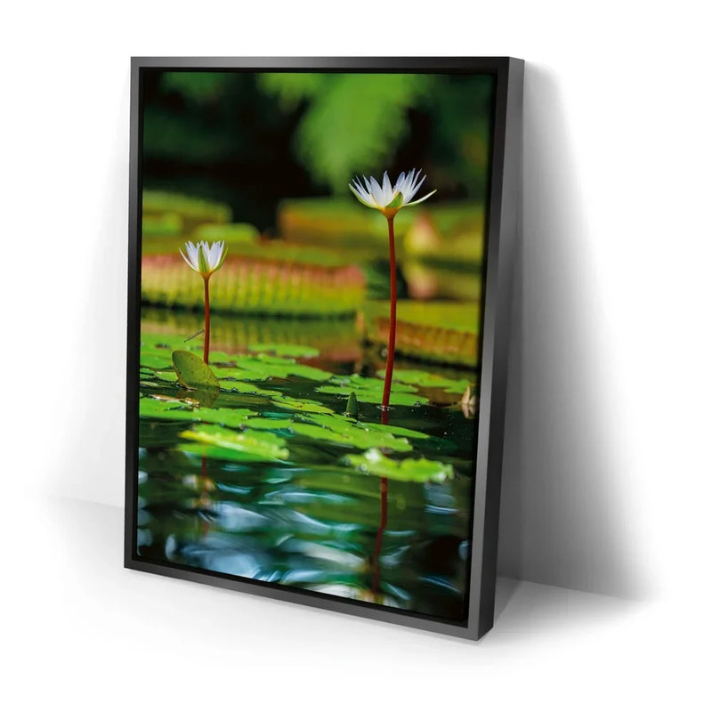 Water Lily Reflections