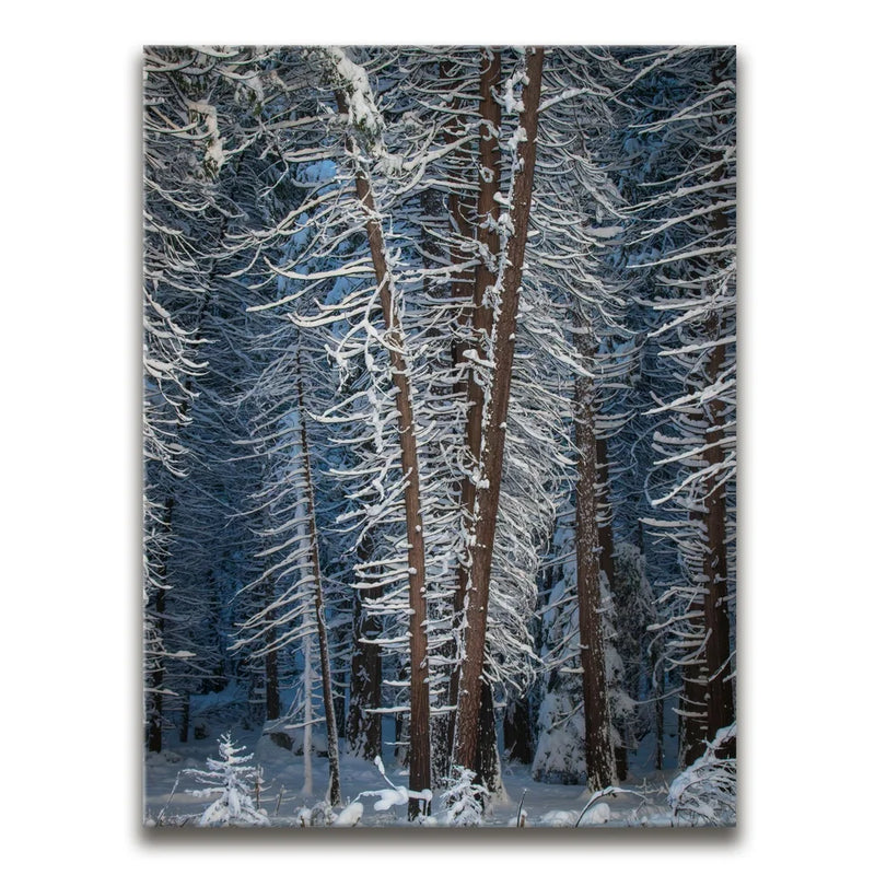 Yosemite Snowfall