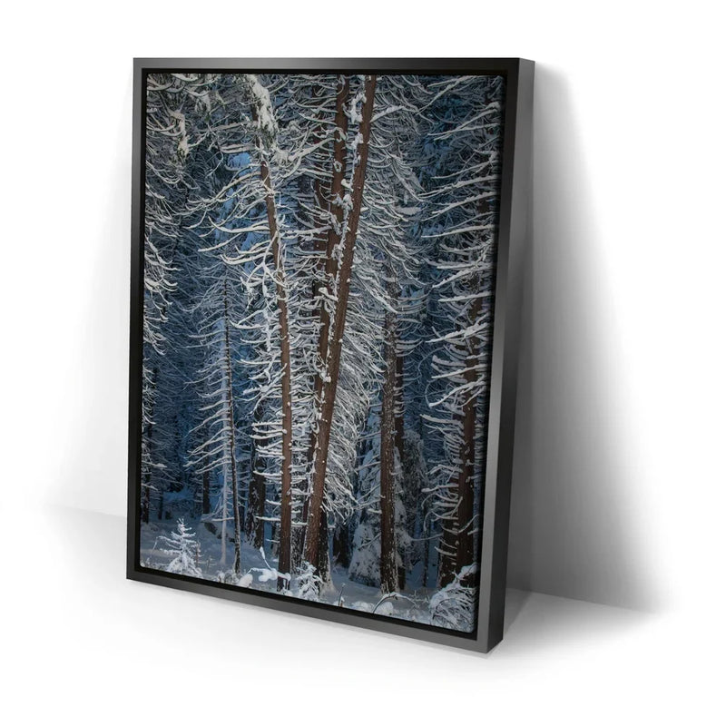 Yosemite Snowfall